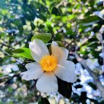 Leecc的头像-EA研究院